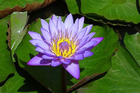 knowing    beautiful blue lotus flower