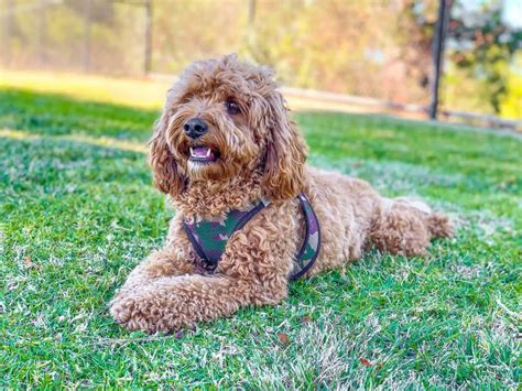 cavapoo breed guide   depth view