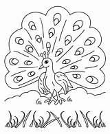Peacock Coloring Printable Pages sketch template