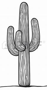 Cactus Saguaro Kaktus 123rf Western sketch template