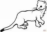 Weasel Coloring Ferret Pages Tailed Drawing Long Stoat Footed Printable Color Supercoloring Getdrawings Sprinkler Getcolorings Colorings Clipart Categories sketch template