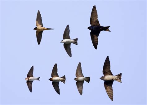 identification  swallows  flight chicago bird alliance