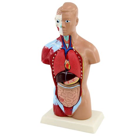 torso anatomy model cm human human torso model anatomy model