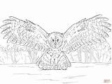 Owl Coloring Pages Great Horned Flying Realistic Grey Drawing Barn Printable Color Gray Horn Practical Getcolorings Getdrawings Comments Print Skip sketch template