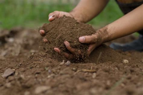 put soil  top  sand thickness  tips explained flourishing plants