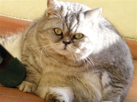 Doob Picture Fat Cat Giuly Is A New Internet Sensation