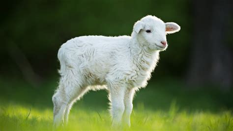 white lamb  standing  green grass  blur background hd lamb wallpapers hd wallpapers id