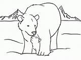 Coloring Polar Bear Baby Pages Popular sketch template