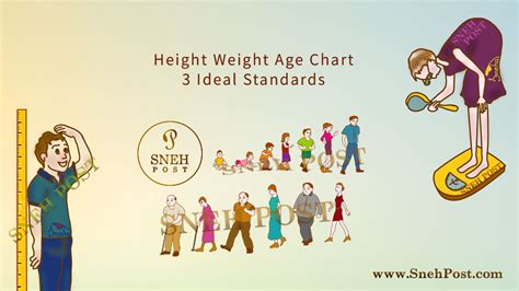 height weight age chart  evergreen ideal standards