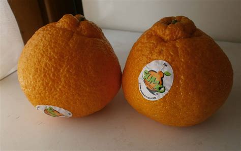 sumo citrus mandarins hit stores  february  eat