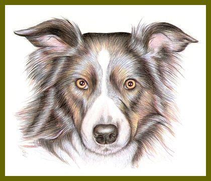 draw  dog  color pencils   awesomely realistic      abilities