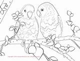 Lovebird Parrot Lovebirds Cockatiel Getcolorings Getdrawings sketch template