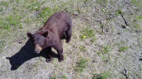 bear drone raw video footage   bear encounter youtube