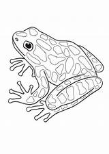 Dart Poison Frogs sketch template