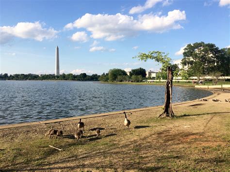 entering   year initiative strives  protect tidal basin