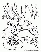 Pond Coloring Pages Frog Turtle Drawing Lily Pad Fish Printable Habitat Preschoolers Shell Color Life Getdrawings Sea Getcolorings Print Animals sketch template