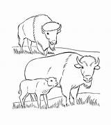 Bison Coloring Pages Buffalo Animal Printable Kids Print Rocks sketch template