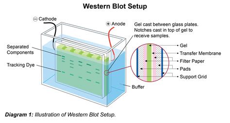 cell lysate western blot protocol western blot cell lysis swhshish