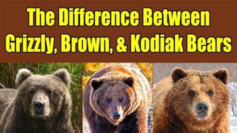 difference  grizzly bears brown bears  kodiak bears