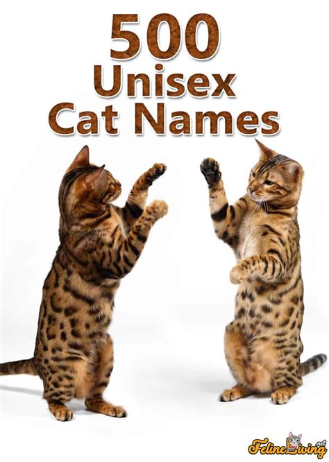 top  unisex cat names     furry friend
