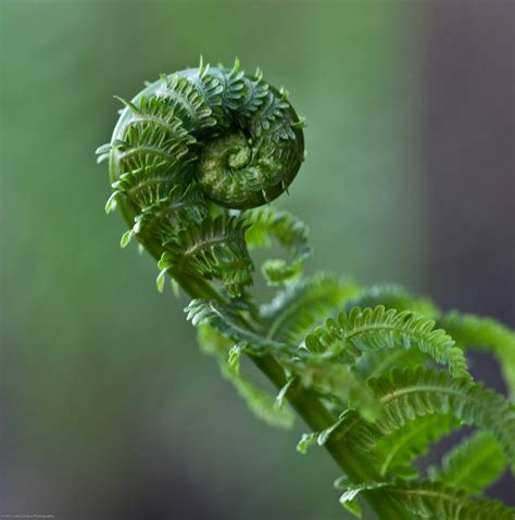 life   days    fiddlehead fern