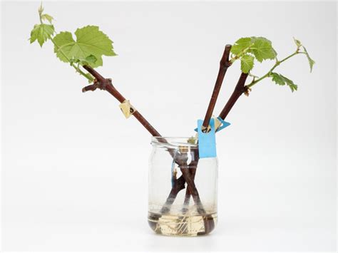 grapevine transplant info moving grapevine roots  starting