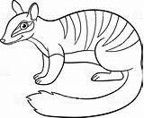 Numbat Coloring Pages Designlooter Smiles Royalty Vector Cute Little Stock 02kb 853px 1024 sketch template