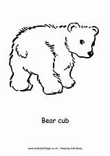 Cub Bear Coloring Colouring Pages Cubs Animals Designlooter Animal Drawings 72kb sketch template