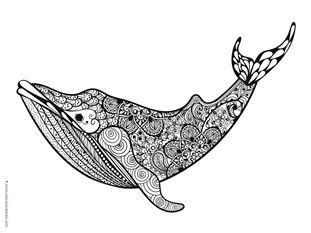 dolphins  whales coloring pages whale coloring pages dolphin