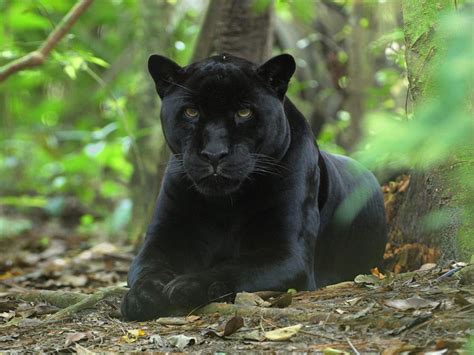 pantherblack leopard fun animals wiki  pictures stories