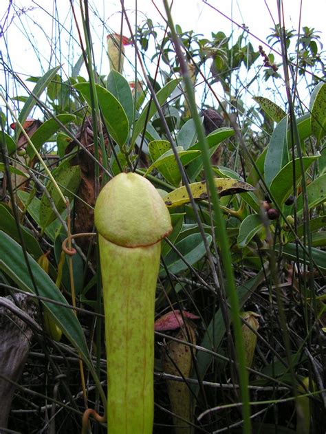 41 best penis flowers sex in nature images on pinterest