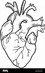 Heart Outline Human Drawing Organ Vector Template Contour Medical Editable Alamy sketch template