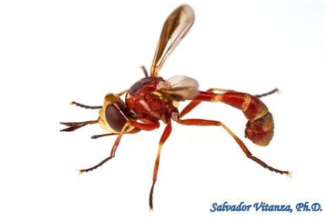 Diptera Conopidae Physoconops Gracilis Thick Headed Flies Male A