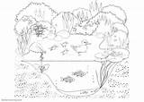 Frog Habitat sketch template