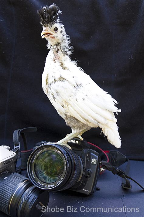 chicken women chicks  flicks    documentary film