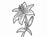 Lily Coloring Pages Flowers Coloringcrew sketch template