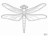 Dragonfly Coloring Pages Printable Drawing Dragonflies Cute Print Stained Glass Supercoloring Colouring Patterns Animal Kids Adult Tattoo Mosaic Pencil sketch template