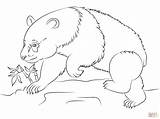 Panda Colorare Coloring Disegni Animale Pandas Urso Disegnare Colorironline Coloringfolder sketch template