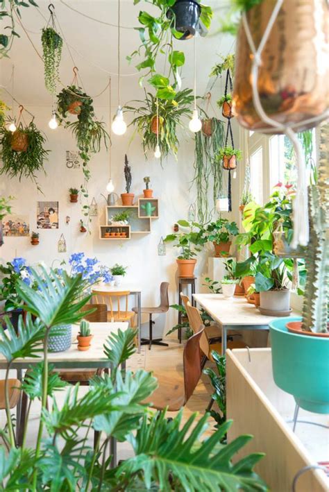 beautiful ways  decorate indoor plant  living room