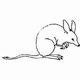 Bilby Bandicoot Coloring Pages Animals Color sketch template
