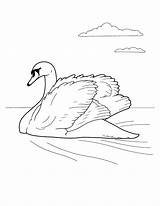 Cisne Cigno Cygne Malvorlagen Colorkid Stampare Oiseaux Fliegen Colorir Coloriages Desenhos sketch template
