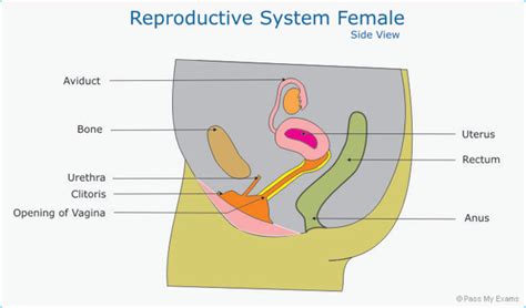 Sexual Reproduction Pass My Exams Easy Exam Revision