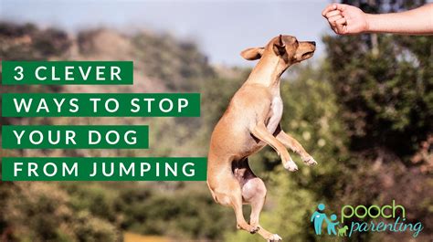 ways  stop  dog  jumping pooch parenting