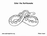 Coloring Rattlesnake Rattlesnakes Exploringnature Sponsors Wonderful Support Please sketch template