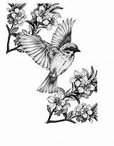 Bird Drawings Tattoo Tattoos Grey Drawing Birds Ink Neue Libby sketch template