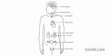 Endocrine Glands Labelled Organs Twinkl Teach sketch template