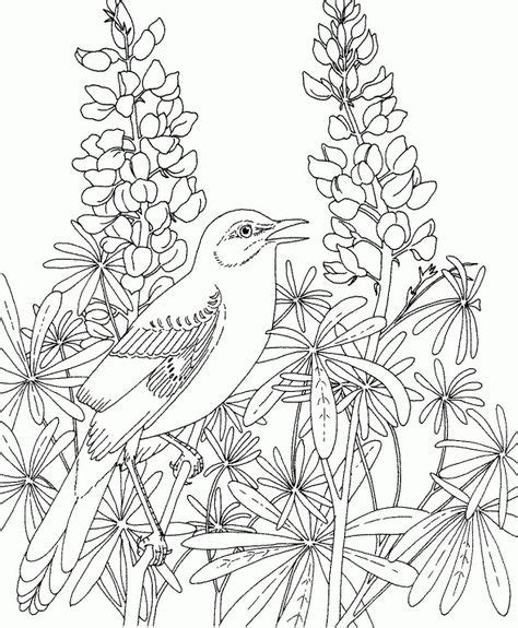 beautiful birds  flowers coloring books   coloring pageshttp