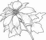 Poinsettia Printable Template Library Clipart Coloring sketch template