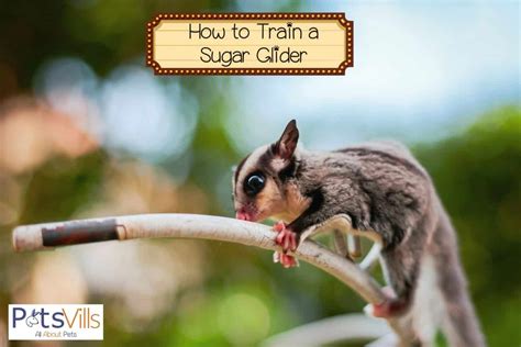 train  sugar glider detailed guide   methods