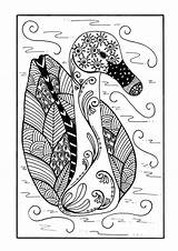 Duck Coloring Zentangle Delicate Pages Adult Pond sketch template